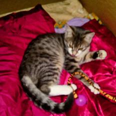 Blanding af racer Volvo