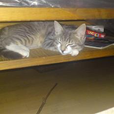 Blanding af racer Volvo