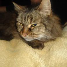 Maine Coon Lucky +1996-2014++