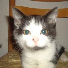 Blanding af racer Findus