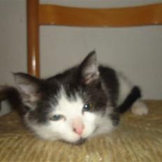 Blanding af racer Findus