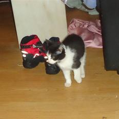 Blanding af racer Findus