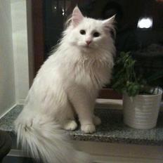 Norsk Skovkat DK Smithstone's Gaffi