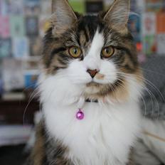 Blanding af racer Malou