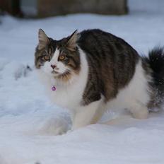 Blanding af racer Malou