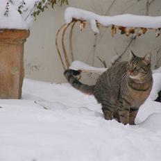 Blanding af racer Kelly