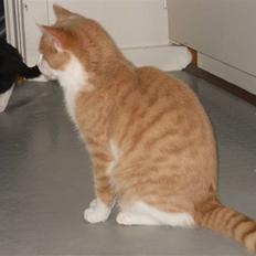 Huskat Sally ( måske Drægi )