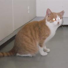 Huskat Sally ( måske Drægi )