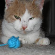 Huskat Sally ( måske Drægi )