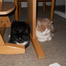 Huskat Selina. R.I.P