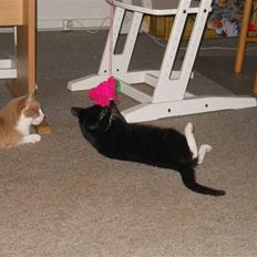 Huskat Selina. R.I.P