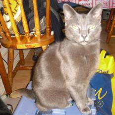 Russian Blue Malu