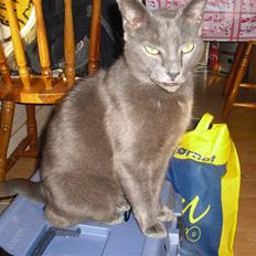 Russian Blue Malu