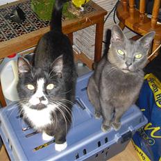 Russian Blue Malu