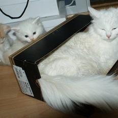 Maine Coon Miss Snow Lady af Canpaza