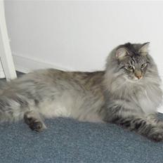 Norsk Skovkat Pivert