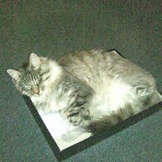 Norsk Skovkat Pivert