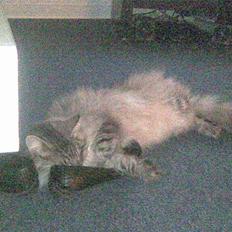 Norsk Skovkat Pivert