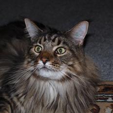 Maine Coon cæsar