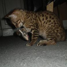 Bengal lykkekatte Melody