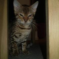 Bengal lykkekatte Melody