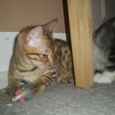 Bengal lykkekatte Melody