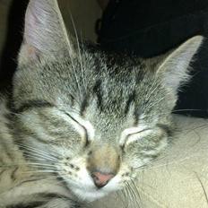 Huskat Charlie 'Solgt'