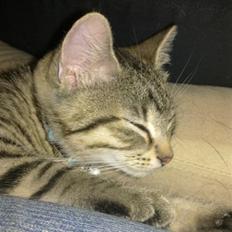 Huskat Charlie 'Solgt'