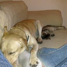 Huskat Charlie 'Solgt'