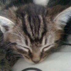 Blanding af racer Tyson