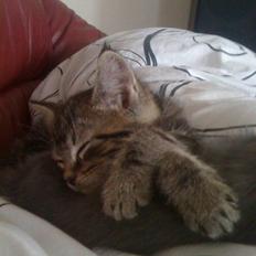 Blanding af racer Tyson