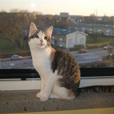 Huskat Prinsesse Sif