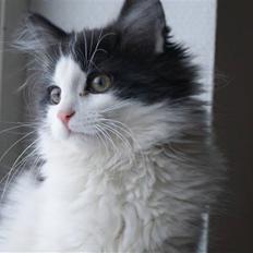 Norsk Skovkat Nana - Kære Nana *død 14/1-2014*