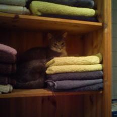 Blanding af racer mis felix(død)