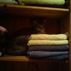 Blanding af racer mis felix(død)