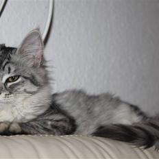 Norsk Skovkat Bellis R.I.P