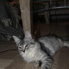 Norsk Skovkat Bellis R.I.P