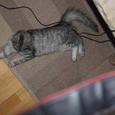 Norsk Skovkat Bellis R.I.P