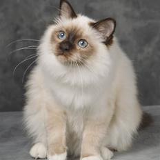 Hellig Birma Baby Felix