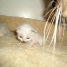 Hellig Birma Baby Felix