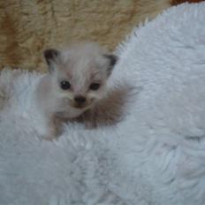 Hellig Birma Baby Felix