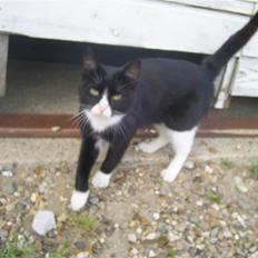 Blanding af racer julle