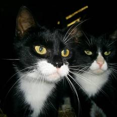 Blanding af racer julle