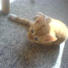 Blanding af racer charllie