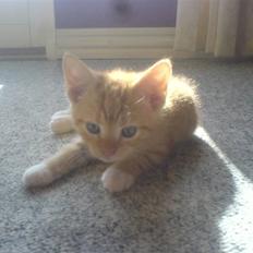 Blanding af racer charllie