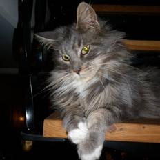 Maine Coon Jewel