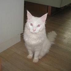 Maine Coon Buca