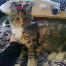 Blanding af racer Malou