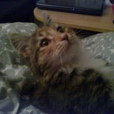 Blanding af racer Malou