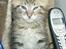 Maine Coon lykkekatte Olivia